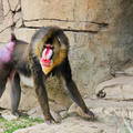Dallas Zoo